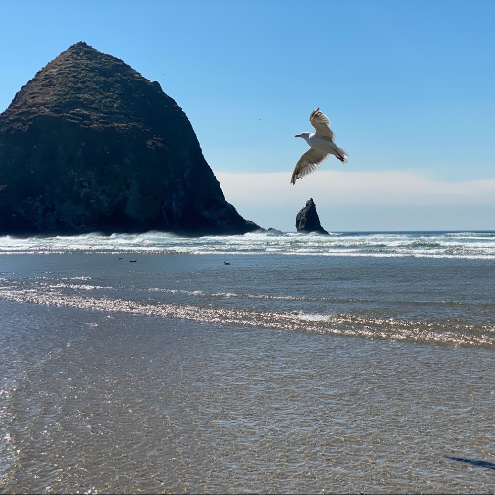 Meet your Posher, Chandni